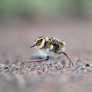 Meet your Posher, Towhee
